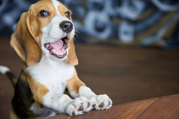 Contented face of a beagle puppy chewing something very tasty standing with its front paws on a...