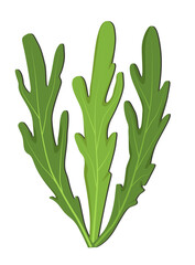 Three small green arugula rocket leaves. Fresh arugula from culinary herbs. Isolated Arugula Logo