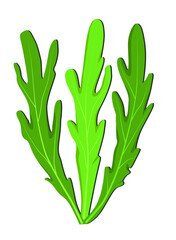 Three small green arugula rocket leaves. Fresh arugula from culinary herbs. Isolated Arugula Logo