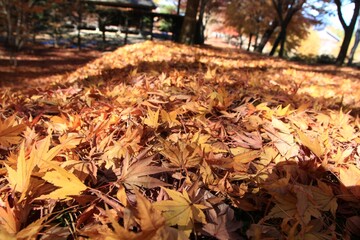 秋の公園。歴史民俗博物館にて。紅葉の落ち葉に埋もれた小径。
