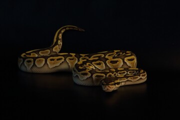 The King python (python regius), morph Lesser het Clown.