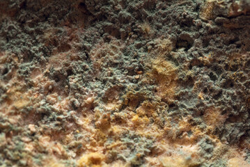 Macro mold background . Rottenness organic texture
