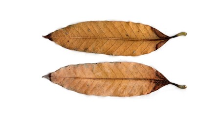 Fototapeta premium dry leaf isolated on white background 
