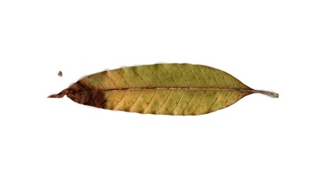  leaf isolated on white background	