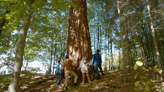 Diverse group of environmental activists hugging large sequoia tree in forest
