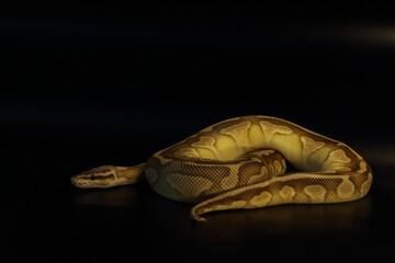 The King python (python regius), morph Pastel Lesser het Clown.
