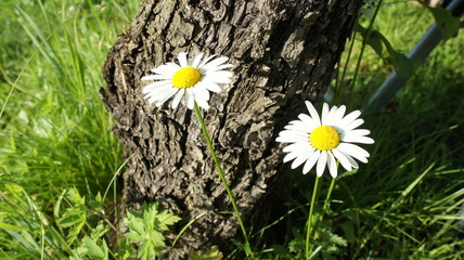 Two daisies on a background of wood and grass, white flowers