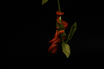 The Tree boa (Corallus hortulanus), red morph on the small green branch with dark black background.