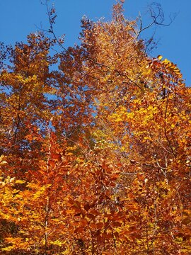 Herbst im Thüringer Wald