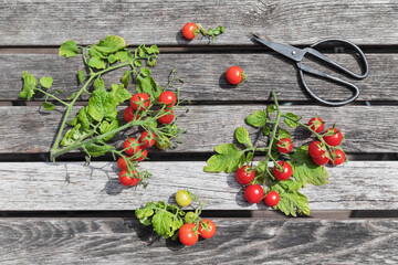 Pair of scissors and bunch of homegrown cherry tomatoes lying on wooden table