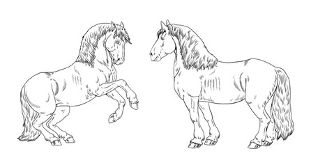 Drawing of a draft horses. Digital coloring template with horse. Equine drawing.	