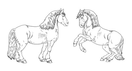 Drawing of a draft horses. Digital coloring template with horse. Equine drawing.	