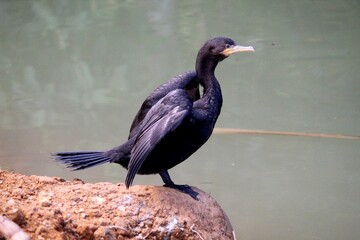 ave corvo marinho - phalacrocorax carbo