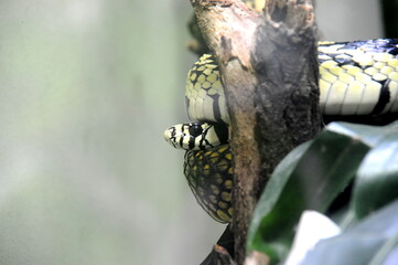 Zoo Leipzig, Schlange in einer Astgabel
