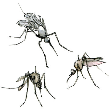 Watercolor illustration mosquito set, a muted color sketch isolated on a white background. Elegant insects drawn by hand with ink.