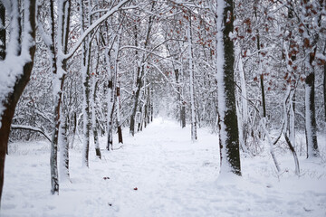 path in the winter forest. trees in the snow