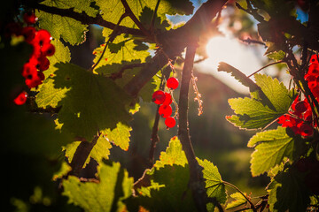 autumn leaves on the tree