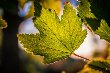 autumn leaves in sunlight