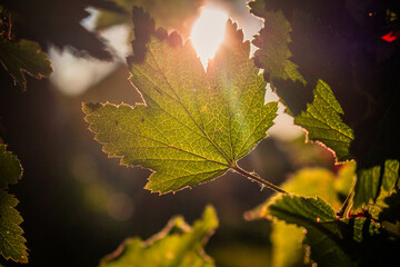 autumn leaves in sunlight