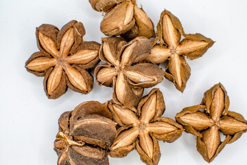 dried Plukenetia volubilis bean seed