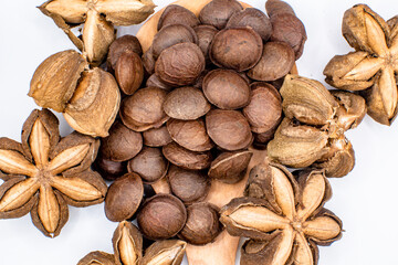 dried Plukenetia volubilis bean seed