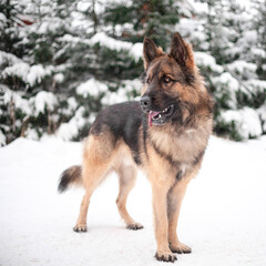 Large dog german shepherd in the forest in winter in the snow
