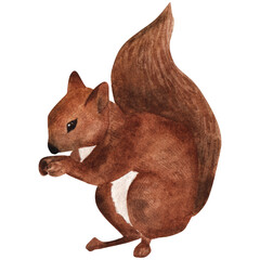 Squirrel. Watercolor drawing. Isolated element on white background.
