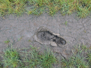 Footprint in the mud, grass and mud texture