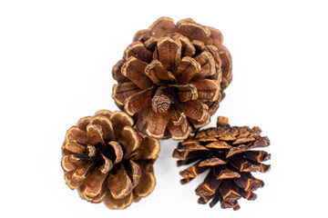 Dried pine cones on white background