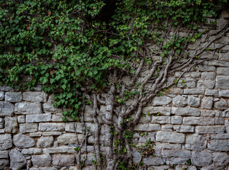 The ruin of old town Dvigrad in Croatia