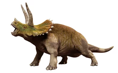Gordijnen Triceratops horridus, dinosaur isolated on white background, front view © dottedyeti