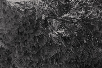 Abstract texture background from ostrich feather. Tonned in black grey