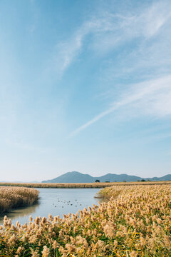 Suncheonman Bay wetland reed field at autumn in Suncheon, Korea
