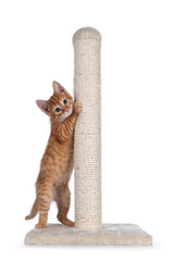 Sweet little red house cat, lstanding up against beige scratching pole made of sisal rope. Looking...