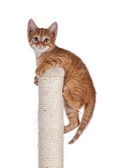 Sweet little red house cat, hanging on top of beige sisal rope climbing and scratching post....