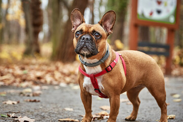 Dog walks in autumn park. French bulldog portrait