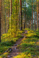 Fototapeta premium path in the forest