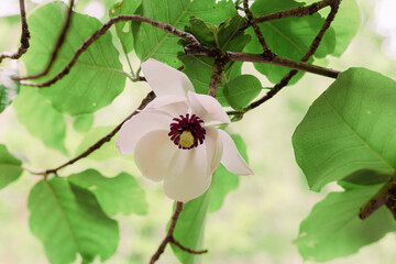 White flowers in full bloom on the tree.