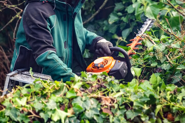 gardener trims the hedge with hedge trimmer