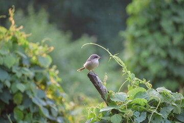 Tiny bird in green lawn nature 