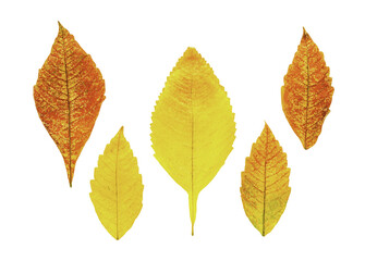 Collection of beautiful multicolored autumn leaves isolated on white background.