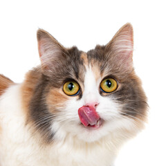 Bright funny multicolored cat portrait isolated on the white background