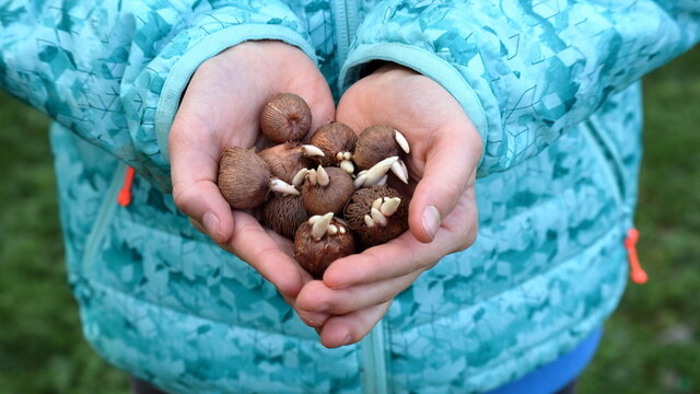 Bulbi di crocus  nelle mani di una bambina.