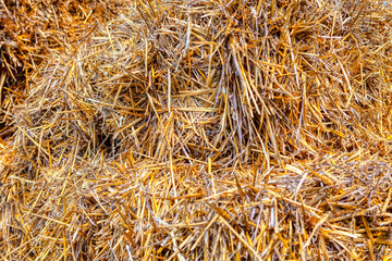 Straw background . Hay for farm animals feeding