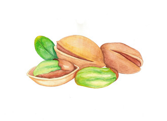 Isolated raster watercolor hand drawn pistachios illustration