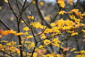 紅葉