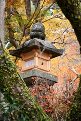 Fototapeta premium 紅葉