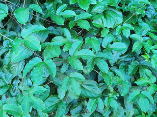 Fresh green leaves with jagged edges.There are three deep indentations. Has long petioles of...