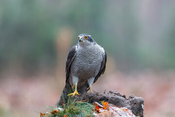 Northern goshawk (accipiter gentilis) searching for food in the forest of Noord Brabant in the Netherlands