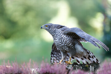 Northern goshawk (accipiter gentilis) searching for food in the forest of Noord Brabant in the Netherlands